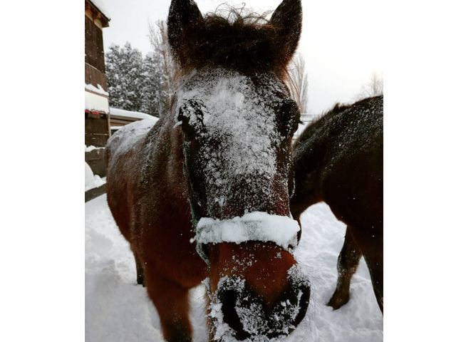 �`�n�Љ�`
�y�A�J�c�L�z
�ؑ]�n�Ƃ������L�n�Ɏg����a��ł��B�����Ƃ肵�Ă��ĊF������Ă���܂��B
2021�N����_�����Ђ����n�N���u