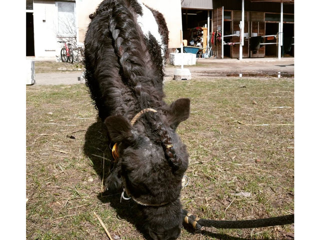 �t�`�H�̓|�j�[�����Ƃӂꂠ�����ł��܂��B_�����Ђ����n�N���u