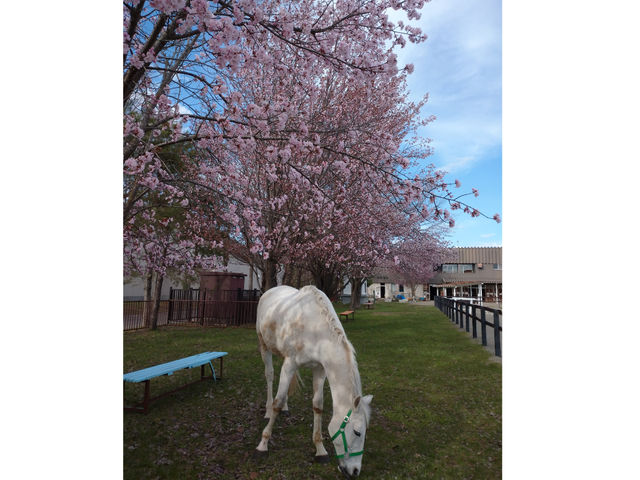 �t�͔n�ꉡ�̍��������ł��B_�����Ђ����n�N���u