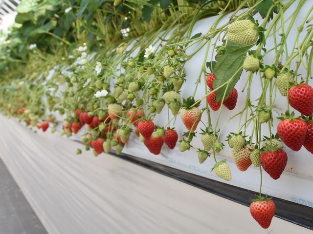 �ԍՂ������̒J