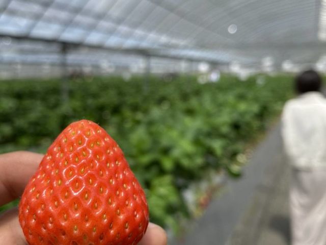 �ԍՂ������̒J