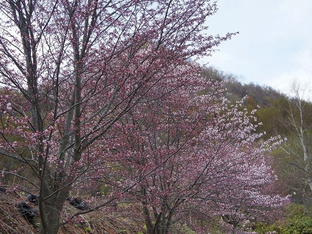 �t�i���j_�����_�[�����h�T�b�|���i�X�m�[���r�������h�T�b�|���j