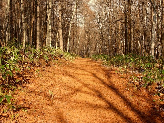 �H�i�������H�j_�����_�[�����h�T�b�|���i�X�m�[���r�������h�T�b�|���j