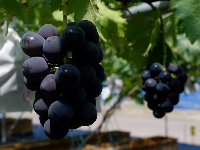 �Ԃǂ��i�u���b�N�r�[�g�j_JR�t���[�c�p�[�N��䂠��͂�