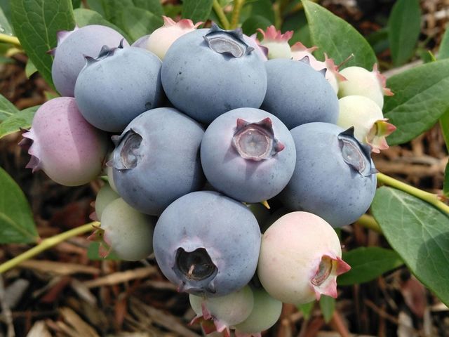 �u���[�x���[�i�X�[�W�[�u���[�j_JR�t���[�c�p�[�N��䂠��͂�