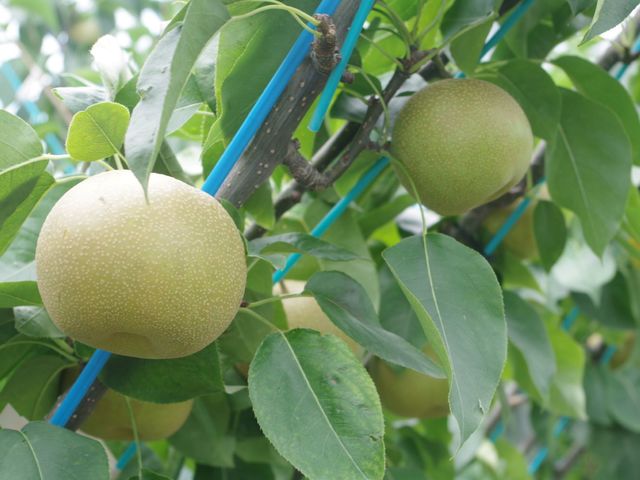 ���i�K���j_JR�t���[�c�p�[�N��䂠��͂�