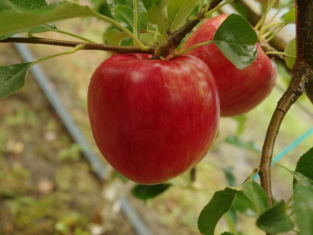 ��񂲁i�T���[���[�W���j_JR�t���[�c�p�[�N��䂠��͂�