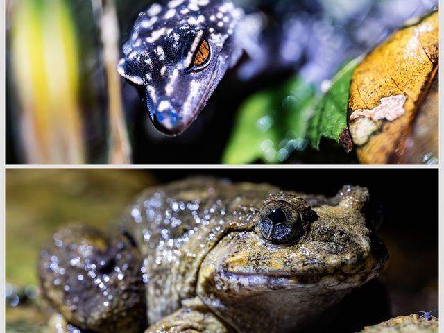 �i�C�g�T�t�@���̐������B�I_TarzanWorld