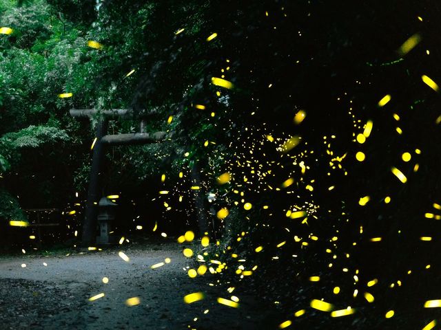 ���Ԍ���̃z�^���c�A�[���I_TarzanWorld