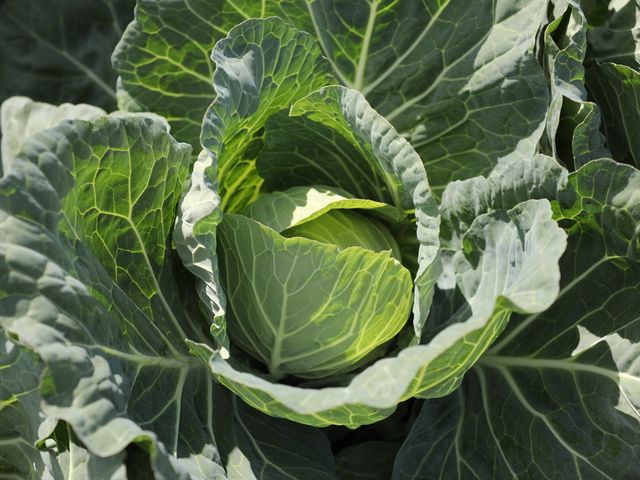 nẴLxc̓VLVLł_Hennery Farm