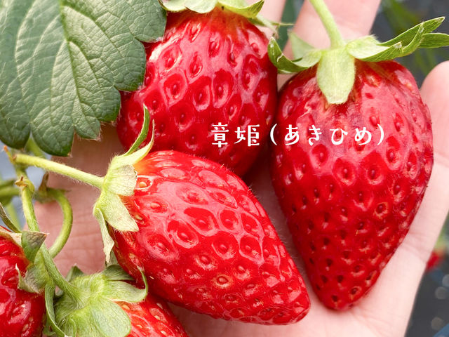 �w�͕P�i�����Ђ߁j�x�́A���߂̉~���`�������B�������肪�ǂ��A�Ƃ��Ă��W���[�V�[��_�������C�ӂ̂��������s���F�t�F�����t