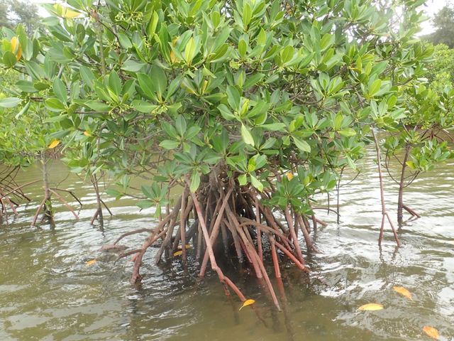 ���\�Ƃ����΁A�}���O���[�u�ł���ˁB_���\���V�[�X�L�b�v