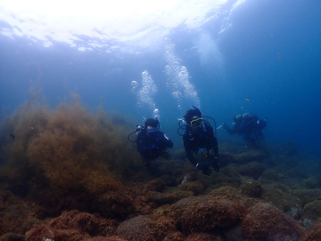 �_�C�r���O�A�E�g�h�A�V���b�v�@Peaceful