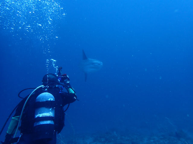 �_�C�r���O�A�E�g�h�A�V���b�v�@Peaceful