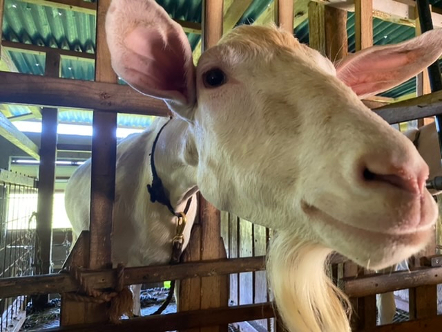 �ÉF�����@��[�O�����̌�����