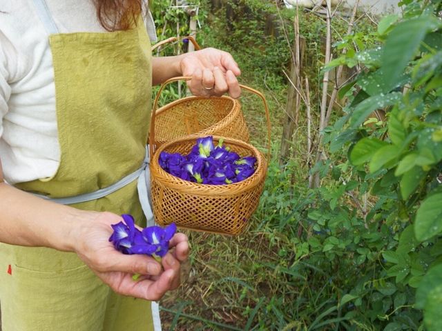 ���ԓE�݂͏��q�̓A�b�v_���a��{(���傤�킪��)