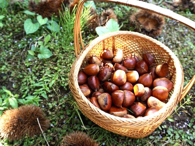 �I�E��_���a��{(���傤�킪��)