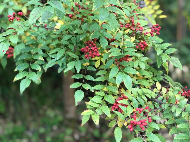 �R���̖�
�t�͐V�����̎��n
���̍���ɖ�����鎞��
_���a��{(���傤�킪��)