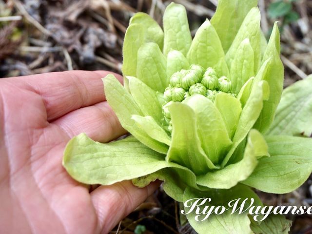 �t�L���~�ƌ����邭�炢�Ö��Ƃ̎���ɂ͕��������ς�
�R�؍̂���܂��y��_���a��{(���傤�킪��)