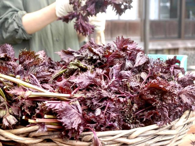 �ăo�e�\�h�̕K���i
���h�W���[�X���_���a��{(���傤�킪��)