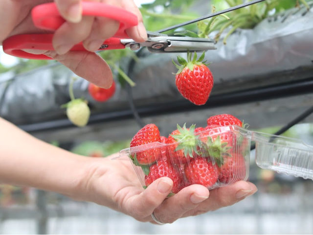 yYp̃pbNłB150g͂܂I_䕃t@[X{