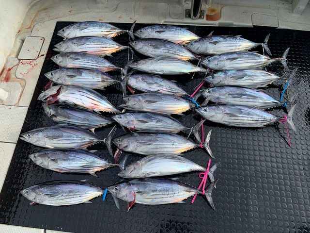 �V���D �W�����L�[