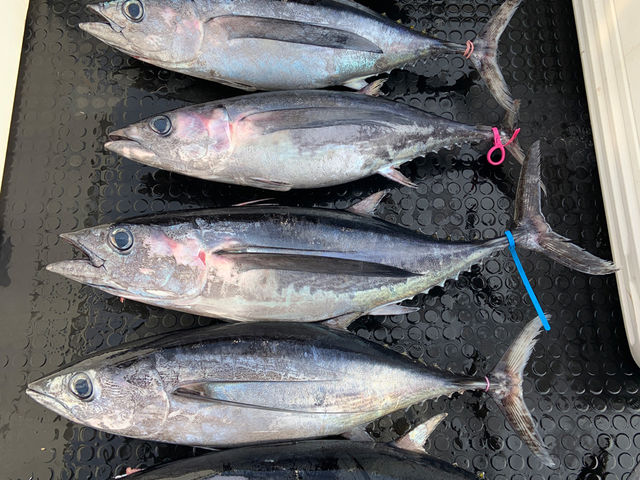 �V���D �W�����L�[