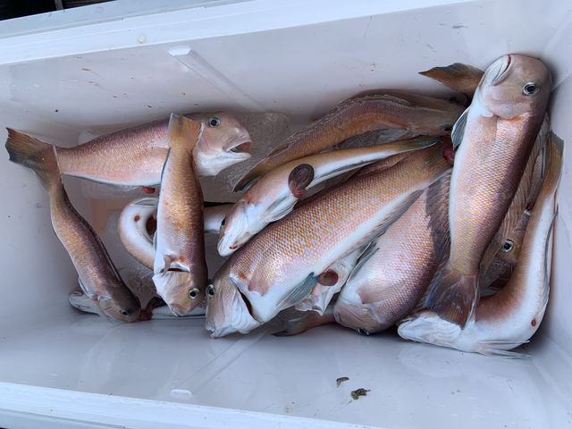 �V���D �W�����L�[