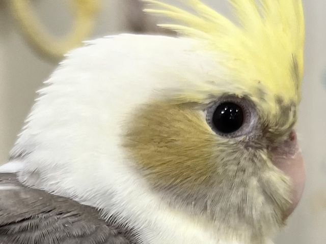 �}�W�ł��ꂿ�Ⴄ����(⋈◍��◡��◍)�B✧♡_MIRAI-UP Bird+