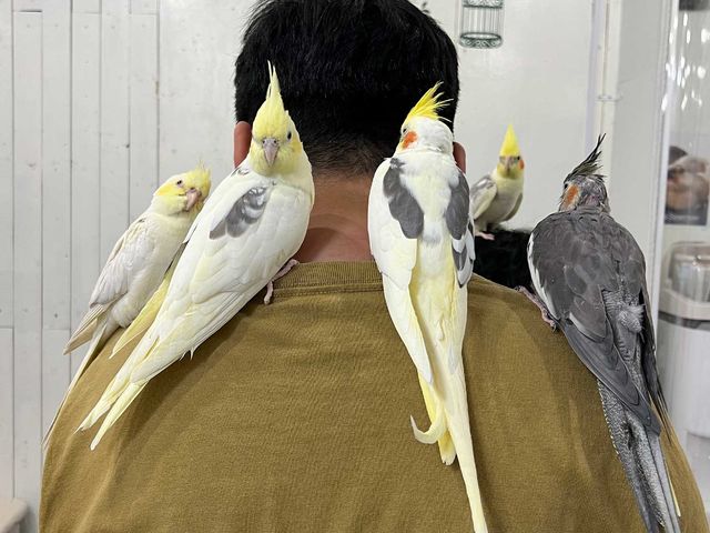 ���w���̂��납��V�тɗ��Ă���Ă鏬���j�q❤_MIRAI-UP Bird+