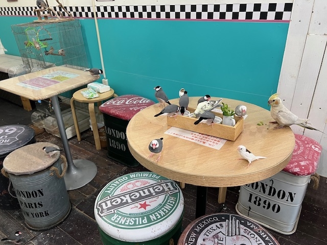 �ӂꂠ���G���A�̓v�`�A�����J���_�C�i�[��_MIRAI-UP Bird+