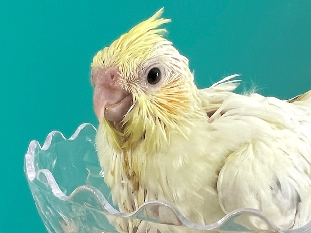 ����ȉ����q�Y�܂�܂���r�r�b�g����q�������炨�}�����o���܂���_MIRAI-UP Bird+