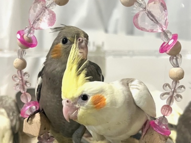 ���X�I���W�i���̃u�����R����l�C��
�������[_MIRAI-UP Bird+