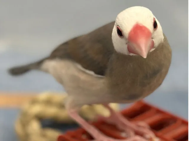 MIRAI-UP Bird+