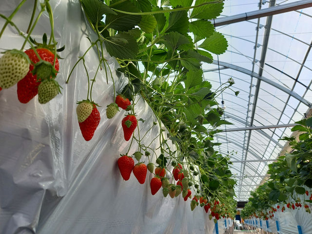 �܂��܂��@���\���t��_�������̉�