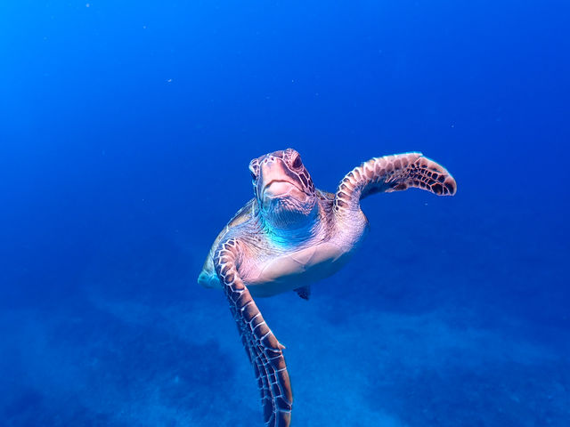 �J�������ƃ��b�L�[_�n�C�r�X�J�X