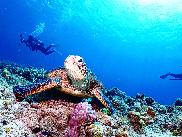 �n�C�r�X�J�X