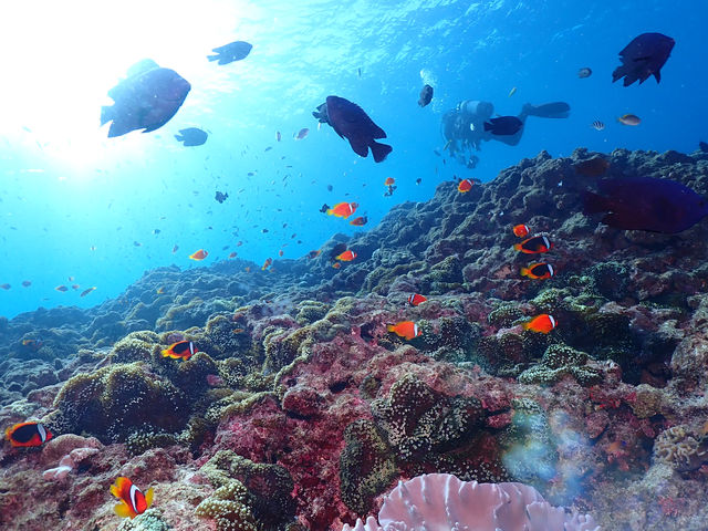 �n�C�r�X�J�X