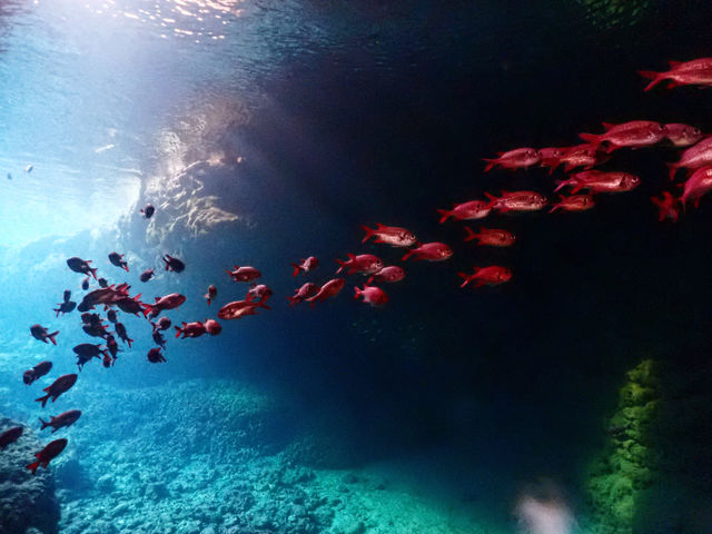 �n�C�r�X�J�X