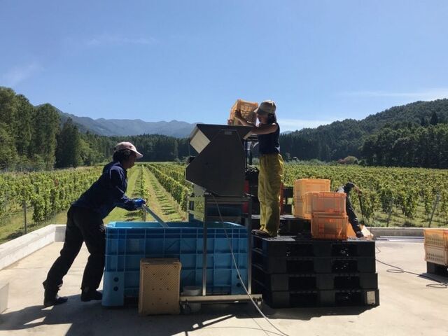 �M�B������܃��C�i���[