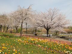 北柏ふるさと公園の写真1