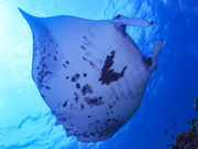 Kahoo_ishigaki̎ʐ^2