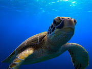 Kahoo_ishigaki̎ʐ^3