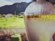 Licca[݂Ȃݒ̃A}H[[̎ʐ^3