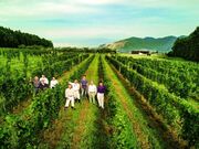 �M�B������܃��C�i���[�̎ʐ^2