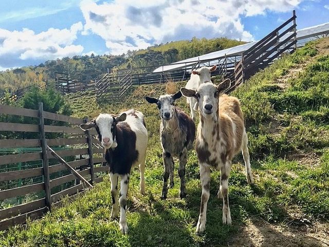���M�̃G�T���̌�_FARMER�fS BBQ by the Farm UNIVERSAL