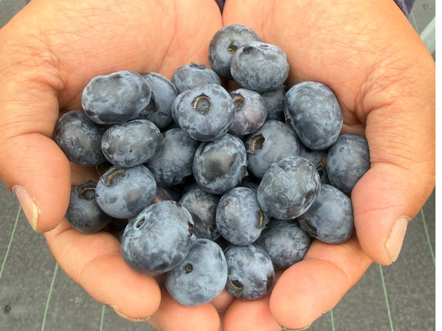 �u���[�x���[���_�� T&A berry ���v��