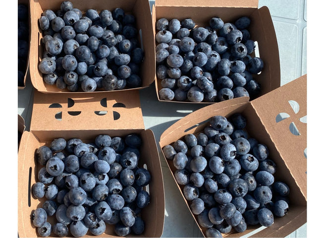 �u���[�x���[���_�� T&A berry ���v��