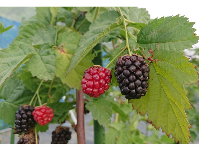 �u���b�N�x���[_�u���[�x���[���_�� T&A berry ���v��