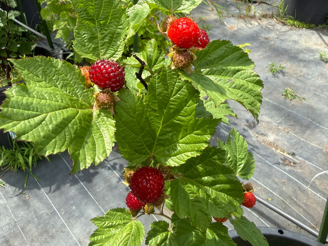 ���Y�x���[_�u���[�x���[���_�� T&A berry ���v��